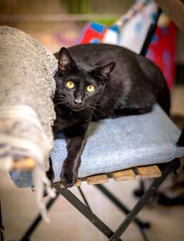 Kater Totar 2 - Bochum