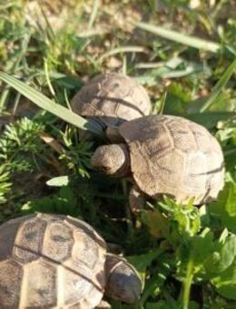Maurische Landschildkröten (NZ 2024) / Schildkröte - Heppenheim (Bergstraße)