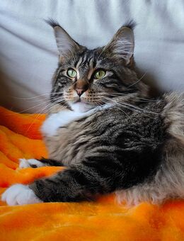 Zuckersüße reinrassige Maine Coon Herzchen - Kamenz