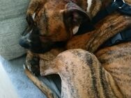 Gebe hier einen lieben Boxer Mix ab. - Wismar