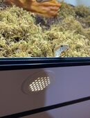 Verkaufe meine Kornnatter inkl. Terrarium und Ausstattung in 77767