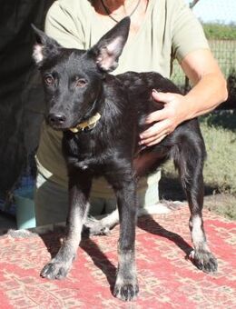 Fröhliche Effi sucht ihre Menschen - Essen