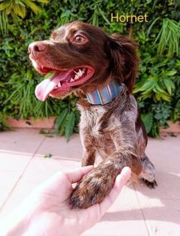 Hornet- fröhlich und verschmust 06/23 ES - Ruppertsecken