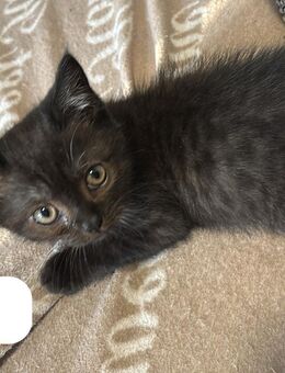 BKH Katzen (Kitten) - Leverkusen