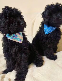 Schnoodlewelpen - Bad Liebenwerda