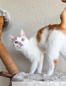 Verschmuster Pippin - Ellerbek