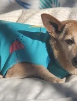 Dina - Schmusemaus sucht Zuhaus - Freudenstadt