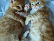 Maine Coon Mix Kitten - Koblenz