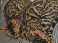 2 wunderschöne Bengalkitten - Rheine