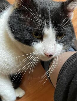 Theresa, süße selbstbewusste Maus - Rambin