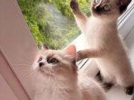Umzugsbereit Ragdoll-Siam kitten - Hamburg Wandsbek