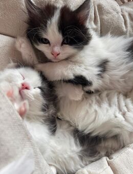 Perserkitten / Katzenbabys - Eisenhüttenstadt Zentrum