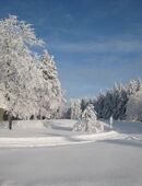 4 Winterreifen mit Stahlfelgen 5 Loch 215/65 R16. 98H (H steht für SVU) in 45138