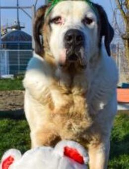 Keano - Großer Schmusehund sucht Zuhause - München