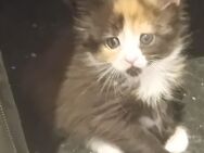 Xxl Maine Coon Kitten - Bechhofen (Bayern)
