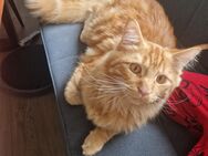 Main-coon Hauskatze - Essing