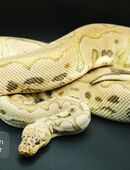 1.0 Pastel Clown Proven Breeder in 47546