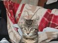 Europäisches mix kitten Ela sucht ein für immer zuhause in 45476