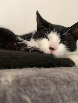 Dringend Junger Kater abzugeben - Hamburg