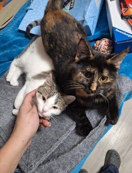 Molly und Rubi Geschwister suchen Glück - Hochheim (Main)