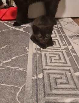 Katze schwarz - Düsseldorf