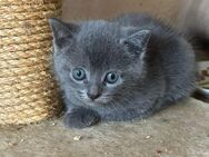 Katzen Babys Siam&Bkh mix abzugeben - Bremen