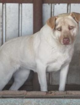 Ocean ist eine Schönheit 🐾 - Elsdorf (Nordrhein-Westfalen)