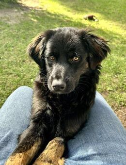 Zuckerknopf Bailey sucht seine Familie - Koblenz