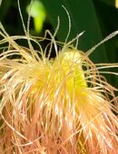 Torf-Löwin in 41747