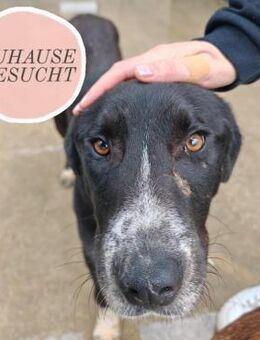 Menschenbezogener PINO sucht Zuhause ❤️ - Saarbrücken