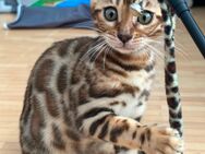 Nur noch ein wunderschönes Bengalkitten mit Stammbaum und XXL Rosetten - Karlsruhe