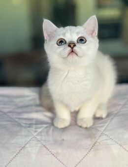 Reinrassige BKH kitten, Katzen British kurzhaar - Dresden