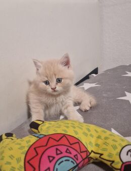 Katzenbabys - Schortens