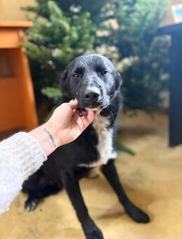 Unser hübscher Ben möchte zu Dir - Gerlingen