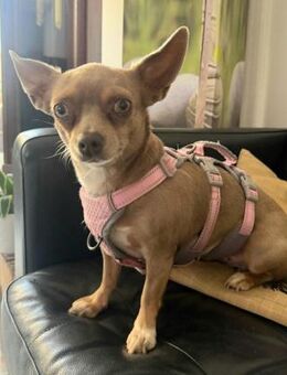 Izabella in 64546 Mörfelden # - Wolfhagen