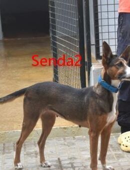 Senda2 freundlich,sozial 03/21 ESP - Ruppertsecken