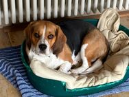 Beagle sucht liebevolles Zuhause - Arnsberg