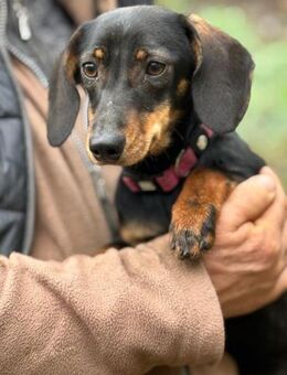 Ich heiße Joy ....mit Video - Frankfurt (Main)