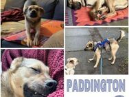 PADDINGTON -sanft und pflegeleicht- - Duisburg