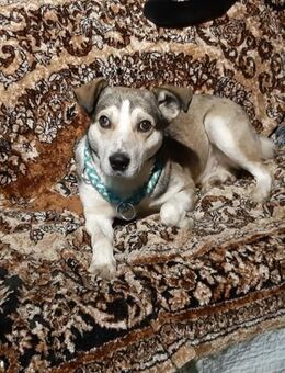 Pusik - Mönchengladbach