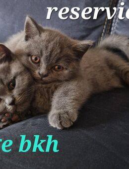 Traumhafte Britenbabys (BKH/BLH) in Blue & Lilac suchen ihr Zuhause - Bremen