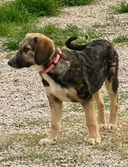 Xenia, schüchterne Schönheit, 4 Monate, - Vaterstetten