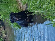 Rottweiler Dame - Rottenburg (Laaber)