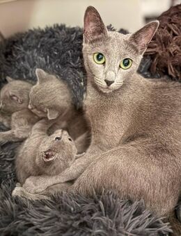 Russische blau Kitten - Damme Zentrum