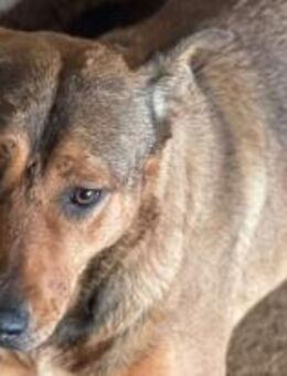 Ella - die Geduldige 🐾 - Elsdorf (Nordrhein-Westfalen)