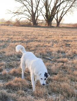 Familienhund Rüde, Jack 1,5 Jahre alt, ca 45 cm , kastr. sucht ein Zuhause - Hohe Börde