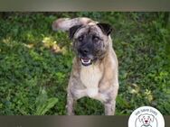 Wilson Opi sucht Zuhause - Kirchzell