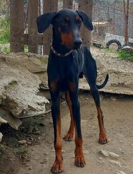 DOPPER - sucht Beständigkeit und Liebe - Aerzen