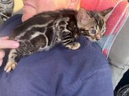 Bengal kitten Kater Geimpft Entwurmt bei Abgabe mit Stammbaum - Dortmund