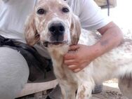 Olga, menschenbezogener Setter-Mix, 2J - Vaterstetten